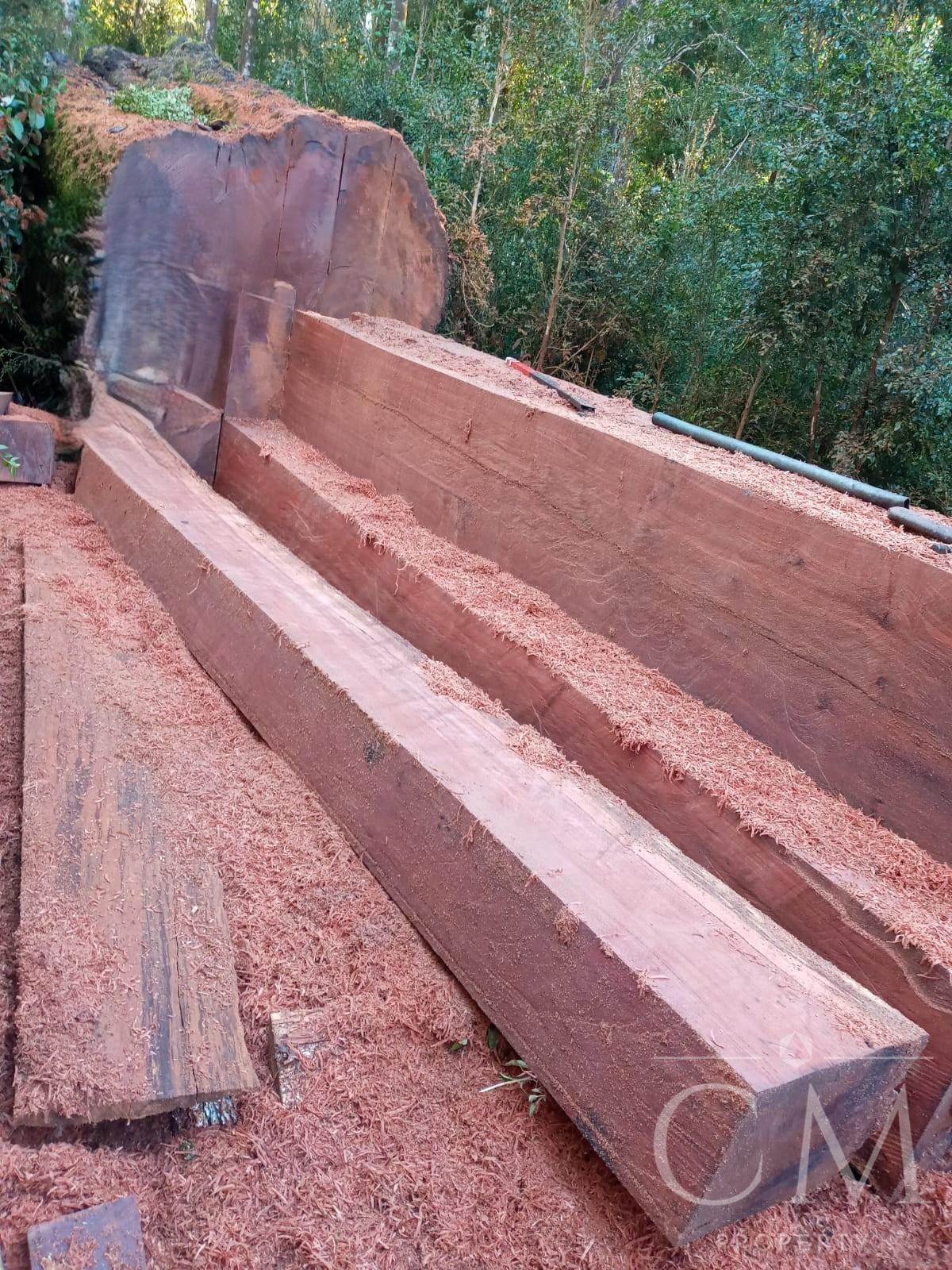 Predio Forestal con Bosque Nativo Siempre Verde y Plan de Manejo Vigente